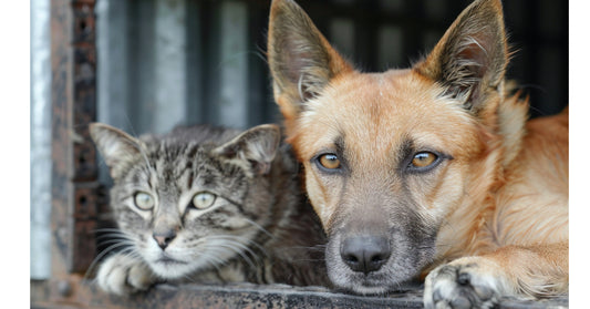 A dog and a cat sitting side by side